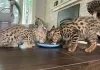 Photo №1. savannah cat - for sale in the city of Halle | Is free | Announcement № 128974