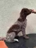 Additional photos: Lagotto Romagnolo puppies