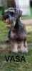 Photo №2 to announcement № 106718 for the sale of schnauzer - buy in Serbia breeder