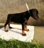 Additional photos: doberman puppies