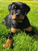 Photo №2 to announcement № 106586 for the sale of rottweiler - buy in Latvia breeder