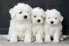 Photo №1. maltese dog - for sale in the city of Dubai | 370$ | Announcement № 24226