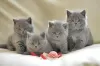 Photo №1. british shorthair - for sale in the city of Moskovskiy | 317$ | Announcement № 117860