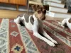 Photo №4. I will sell brazilian terrier in the city of Кельце. breeder - price - 1215$