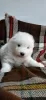 Additional photos: Samoyed puppies for sale