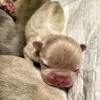 Additional photos: French bulldog puppy, exotic