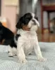 Additional photos: king charles spaniel