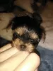 Additional photos: Yorkshire Terrier puppies