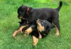 Photo №2 to announcement № 48693 for the sale of rottweiler - buy in United States private announcement