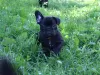 Additional photos: French bulldog puppy, female show class FCI