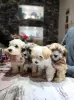 Additional photos: Havanese puppies