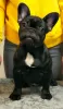 Photo №2 to announcement № 35678 for the sale of french bulldog - buy in Ukraine private announcement