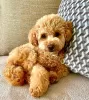 Photo №2 to announcement № 110861 for the sale of poodle (royal) - buy in Germany private announcement, from nursery, breeder