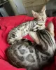 Additional photos: Bengal Kittens for Adoption