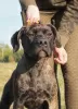 Photo №3. Cane Corso female puppy - FCI pedigree - for work and family. Poland