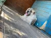 Photo №3. Central asian shepherd puppies for sale. Russian Federation