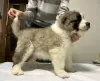 Additional photos: Caucasian Shepherd puppies