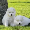 Photo №1. samoyed dog - for sale in the city of Лондерзел | 528$ | Announcement № 90140