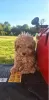 Photo №4. I will sell poodle (toy) in the city of Skagway. private announcement - price - 300$