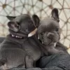 Photo №1. french bulldog - for sale in the city of Klaipėda | 423$ | Announcement № 127599