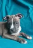 Additional photos: American Staffordshire Terrier puppies