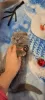 Photo №3. british shorthair kittens. Lithuania