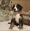 Photo №3. Bernese Mountain Dog puppies. Belarus