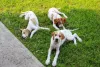 Photo №3. English pointer puppies.. Russian Federation