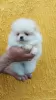 Additional photos: Spitz Pomeranian males and females puppies available