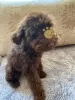 Additional photos: Toy poodle puppies for sale. Miniature poodle