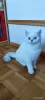 Photo №2 to announcement № 27673 for the sale of british shorthair - buy in Ukraine breeder