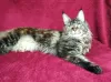 Photo №4. I will sell maine coon in the city of Barnaul. from nursery - price - 528$