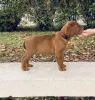 Photo №1. dogue de bordeaux - for sale in the city of Kecskemét | 1630$ | Announcement № 8071