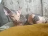 Photo №1. sphynx cat - for sale in the city of Kazan | negotiated | Announcement № 10716