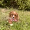 Additional photos: Cavapoo Cavadoodle