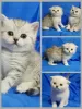 Photo №1. chinchilla cat - for sale in the city of Minsk | negotiated | Announcement № 52263