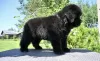 Additional photos: Newfoundland puppy