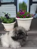 Photo №2 to announcement № 58534 for the sale of pekingese - buy in Russian Federation private announcement