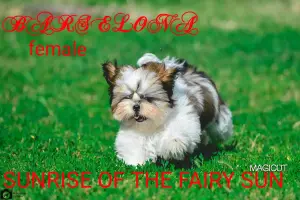 Additional photos: Shih Tzu puppies