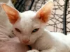 Photo №1. devon rex - for sale in the city of Legnica | 676$ | Announcement № 17238