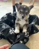 Additional photos: Adorable Welsh Corgi puppies ready to join their new and forever home