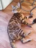 Photo №1. bengal cat - for sale in the city of Слоним | 400$ | Announcement № 26464