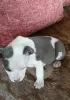 Additional photos: Blue American Staffordshire Terrier puppies