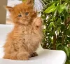 Photo №3. Healthy Maine Coon Kittens available for sale now. Spain