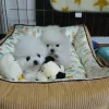 Additional photos: Female Pomeranian for sale