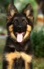 Additional photos: Beautiful dsh German Shepherd puppies.