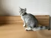 Photo №1. egyptian mau - for sale in the city of Vienna | 317$ | Announcement № 88506