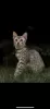 Photo №1. egyptian mau - for sale in the city of Ogrodzieniec | 1057$ | Announcement № 71617