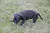 Additional photos: Pit bull puppies