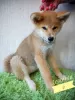 Photo №4. I will sell akita in the city of Novosibirsk. from nursery - price - 308$